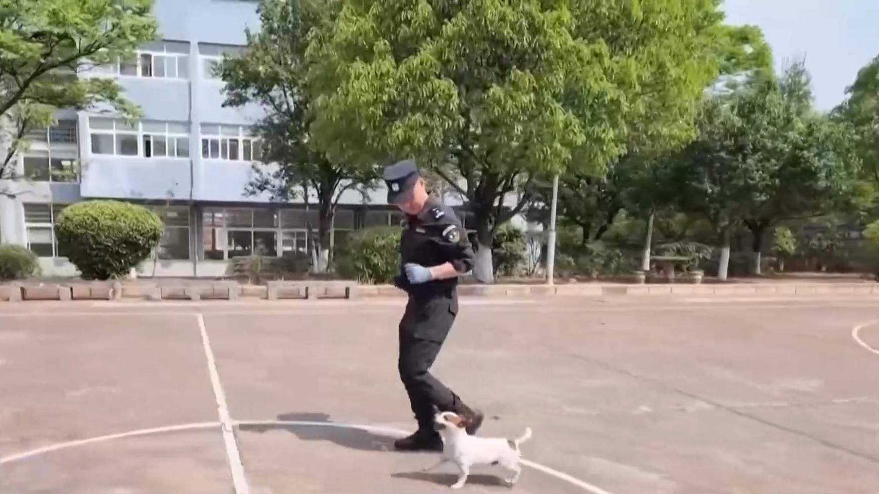 莽小五上树